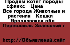 Продам котят породы сфинкс › Цена ­ 4 000 - Все города Животные и растения » Кошки   . Ярославская обл.,Переславль-Залесский г.